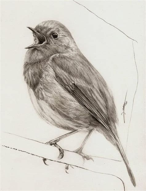 drawing pictures of birds free download|Pencil Drawing Pictures Of Birds at GetDrawings .